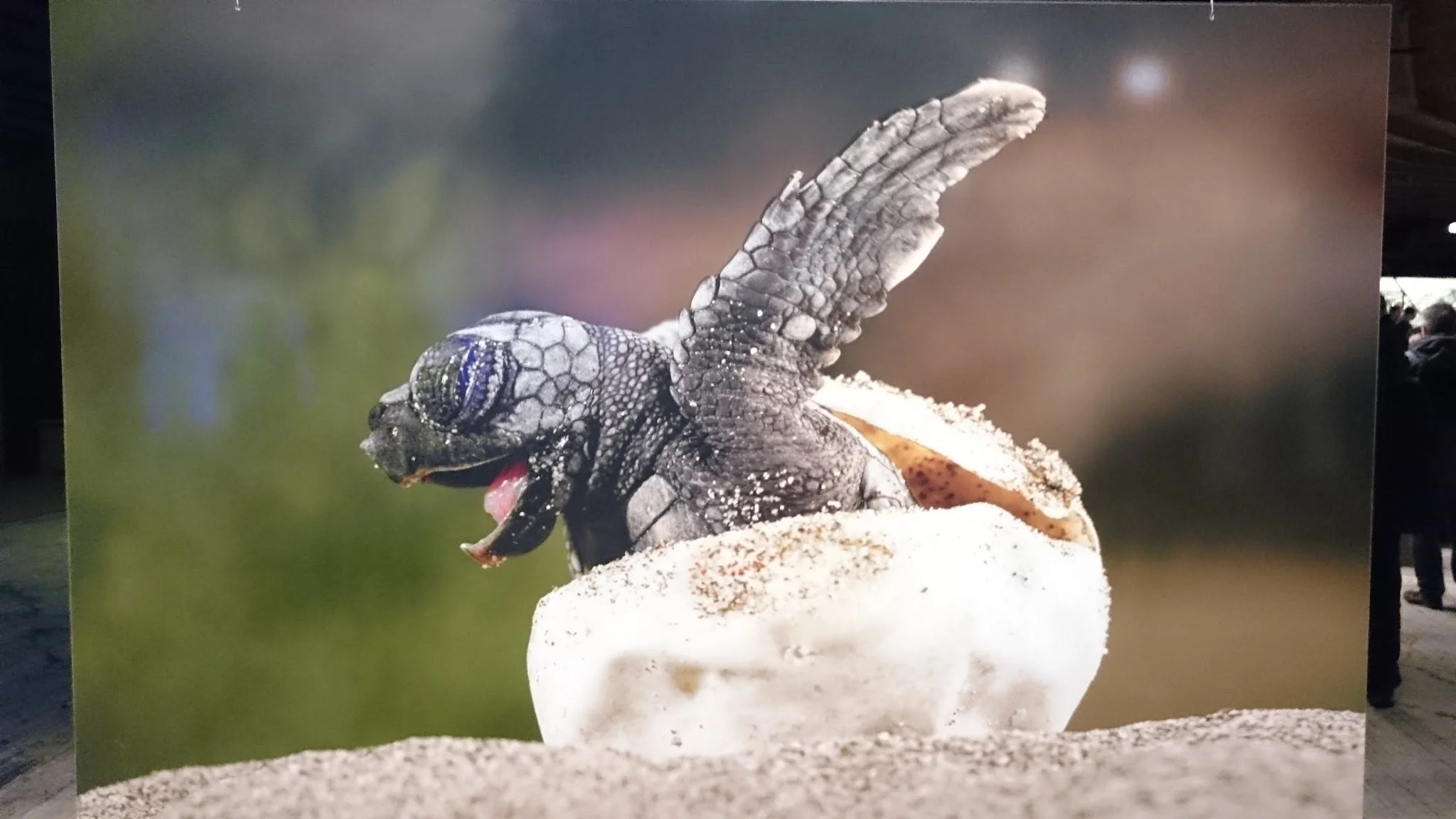 Eine Schildkröte die aus dem Ei schlüpft