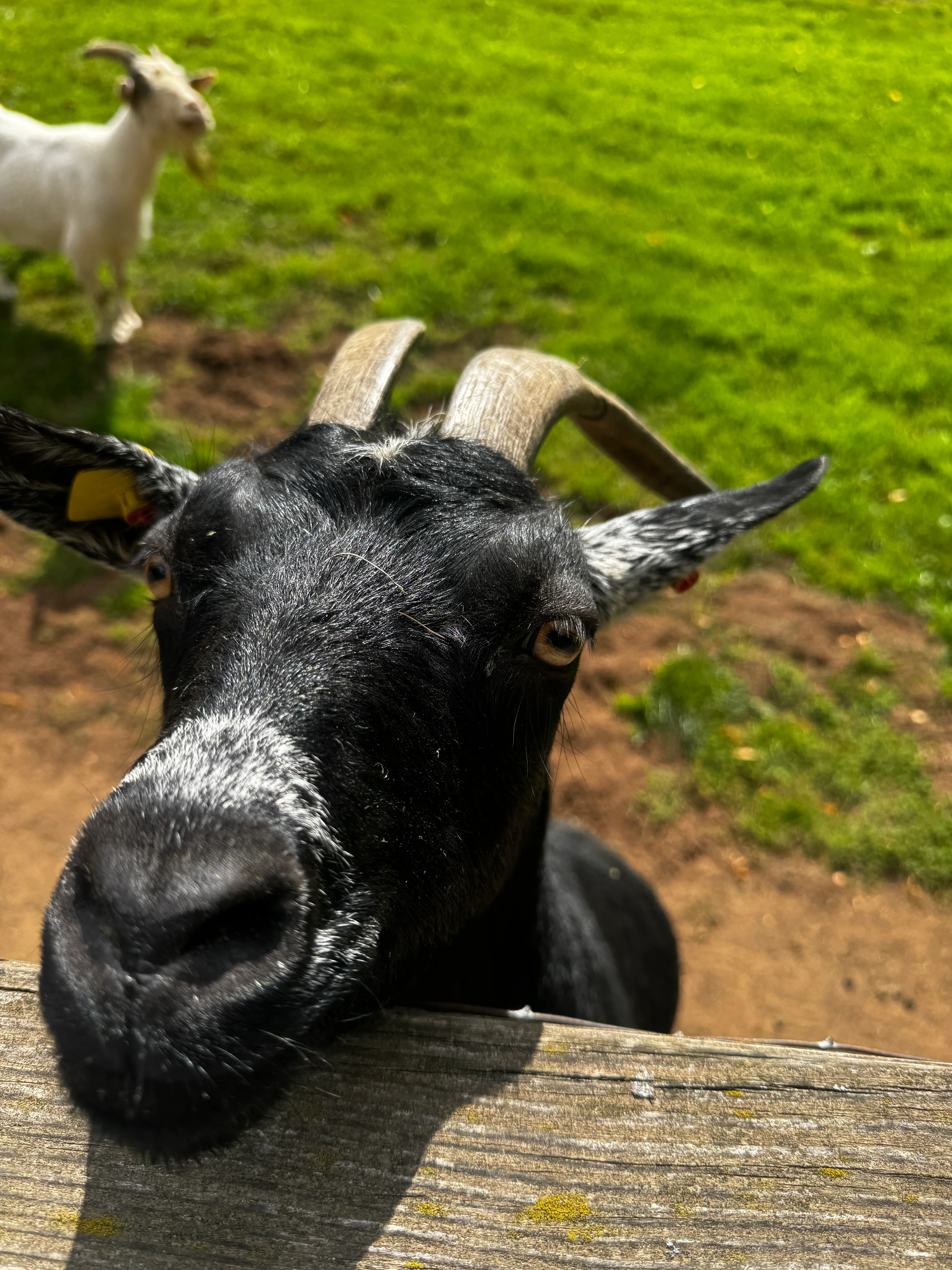 Auge in Auge mit dem Ziegenbock