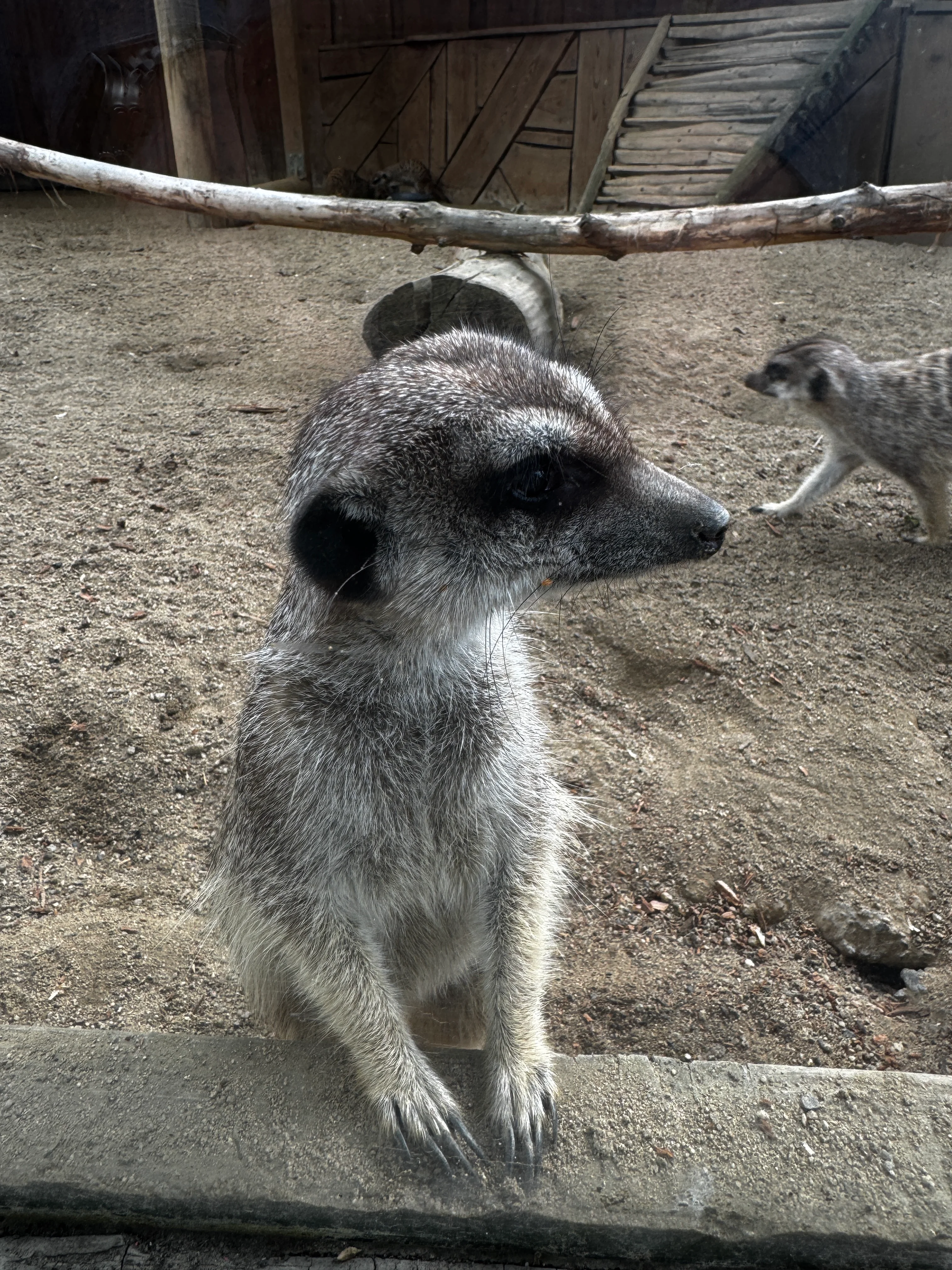 Ein Erdmännchen