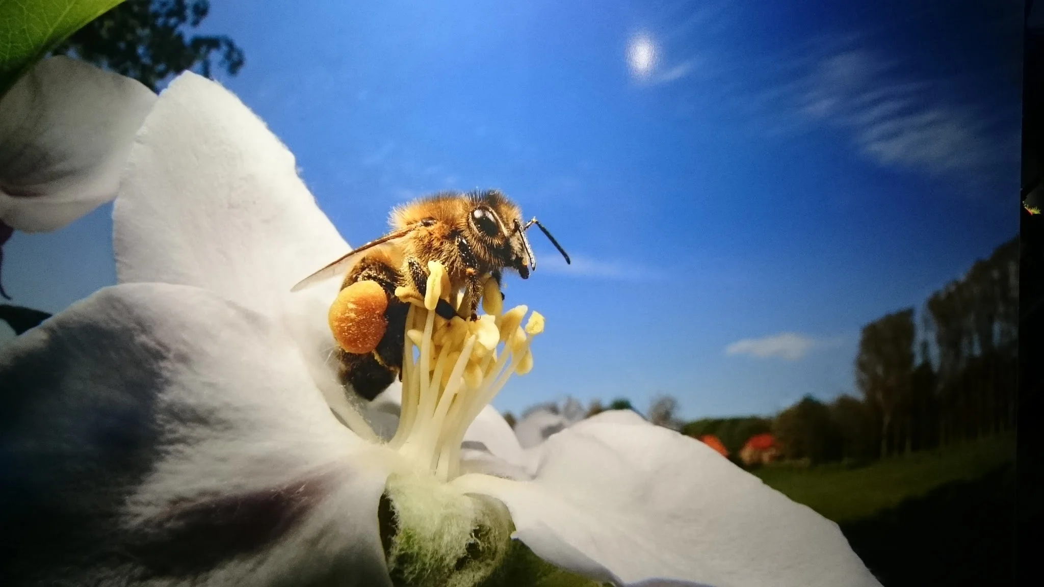 Eine Biene auf einer weissen Blüte
