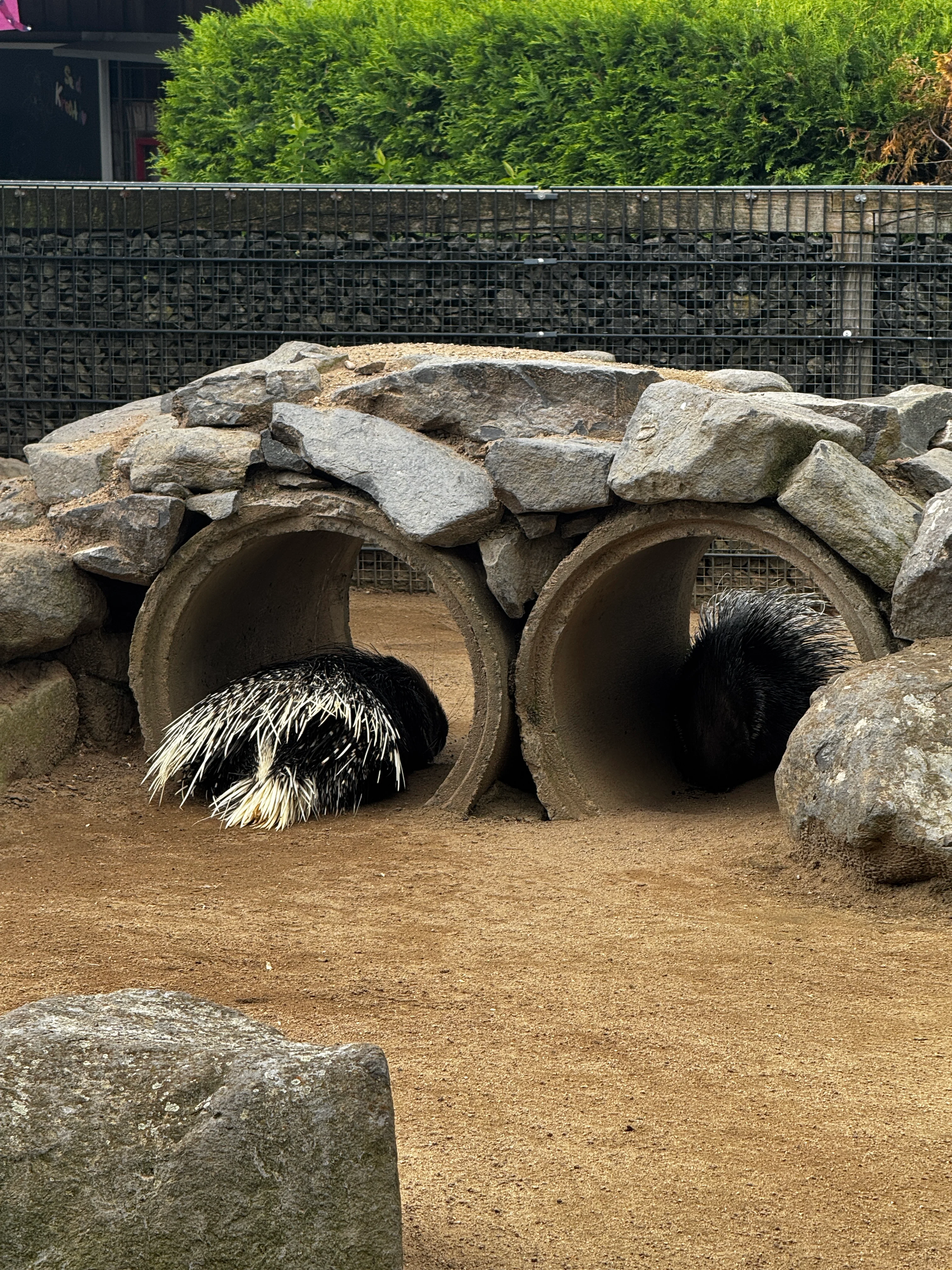 2 Stachelschweine lm Versteck