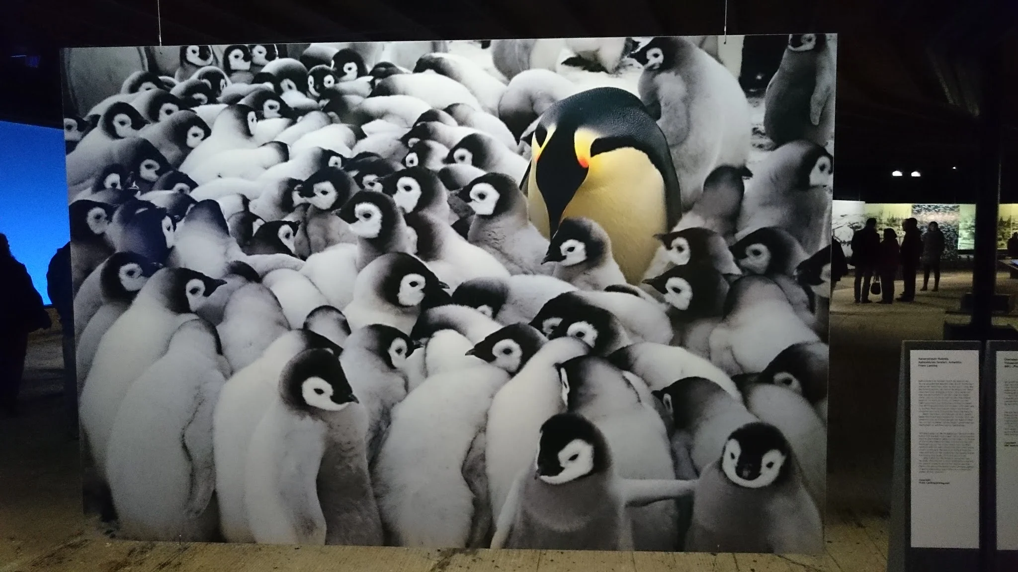 Pinguine 