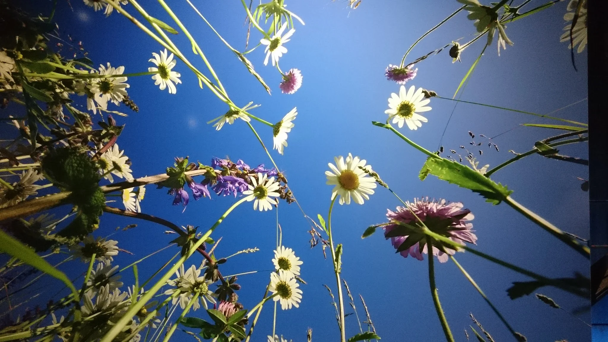 Blumenwieso von unten