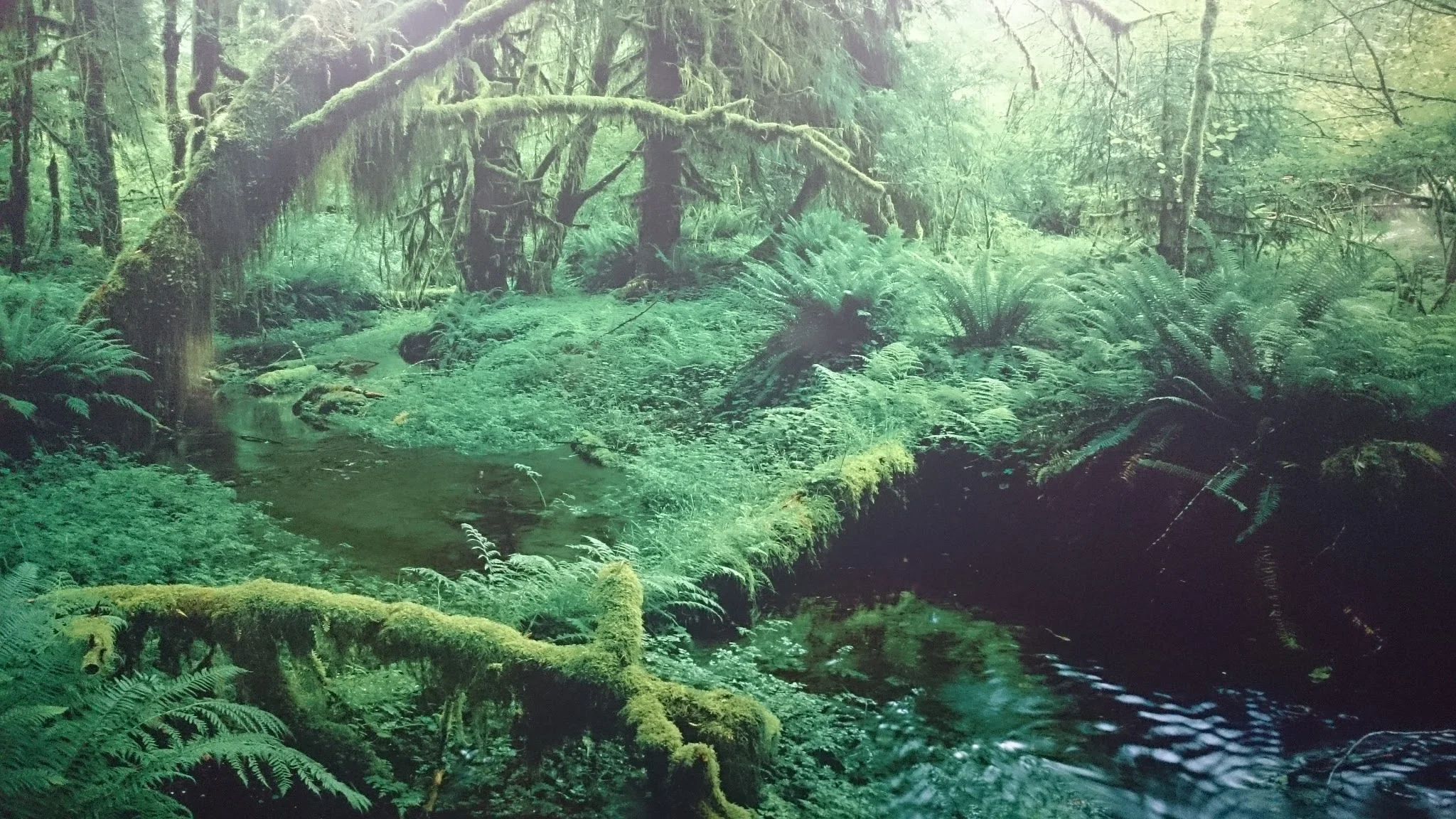 Ein Urwald